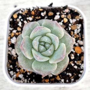 多肉植物 エケベリア モンロージェネレーションブ...の商品画像