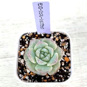 多肉植物 エケベリア モンロージェネレーション...の詳細画像1