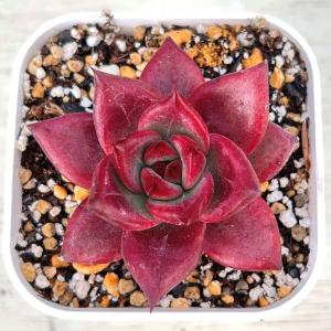多肉植物 エケベリア レッドジカ 7.5cmポット苗の商品画像
