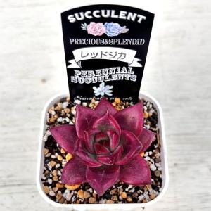 多肉植物 エケベリア レッドジカ 7.5cmポット苗の詳細画像1
