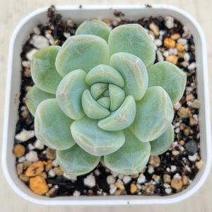 多肉植物 エケベリア K18 7.5cmポット苗