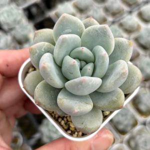 多肉植物 エケベリア パフューム×モンロー 7.5cmポット苗