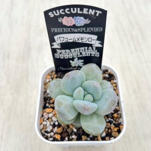 多肉植物 エケベリア パフューム×モンロー 7...の詳細画像2