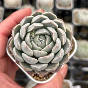 多肉植物 エケベリア セブンフェアリーズ 7.5cmポット苗