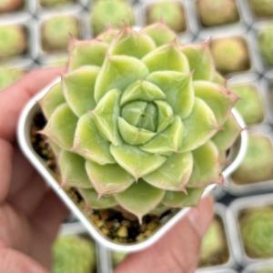 多肉植物 エケベリア パンドラ 7.5cmポット苗