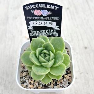 多肉植物 エケベリア パンドラ 7.5cmポット苗の詳細画像2