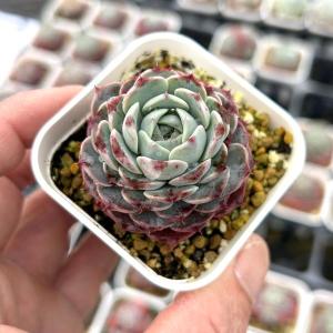 多肉植物 エケベリア グリーントレジャーボトル 7.5cmポット苗