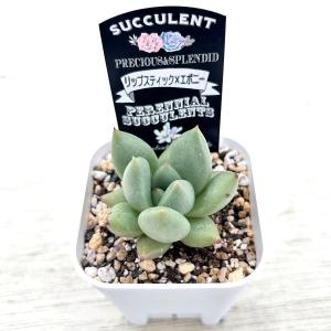 多肉植物 エケベリア リップスティック×エボニ...の詳細画像2