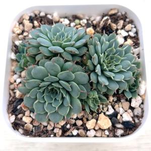 多肉植物 エケベリア スモールレッドデージー 7...の商品画像