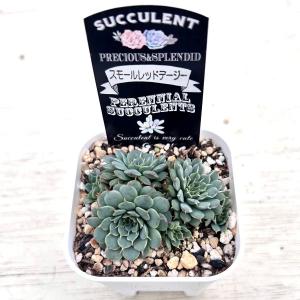 多肉植物 エケベリア スモールレッドデージー ...の詳細画像1