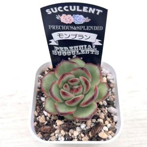 多肉植物 エケベリア モンブラン 7.5cmポット苗の詳細画像2