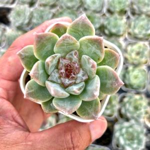 多肉植物 エケベリア ロックシュガークリスタル 7.5cmポット苗