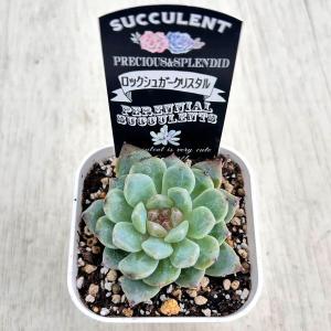 多肉植物 エケベリア ロックシュガークリスタル...の詳細画像2
