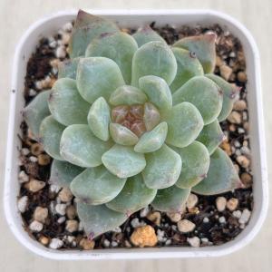 多肉植物 エケベリア ロックシュガークリスタル...の詳細画像1
