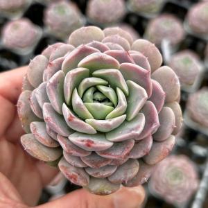 多肉植物 エケベリア フェイバー 7.5cmポット苗