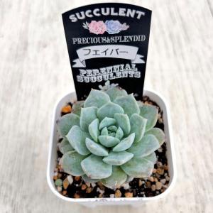 多肉植物 エケベリア フェイバー 7.5cmポット苗の詳細画像3