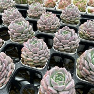 多肉植物 エケベリア フェイバー 7.5cmポット苗の詳細画像1