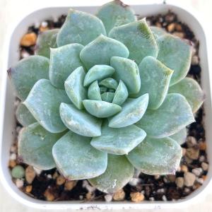 多肉植物 エケベリア フェイバー 7.5cmポット苗の詳細画像2