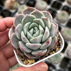 多肉植物 エケベリア スノーシェル 7.5cmポット苗