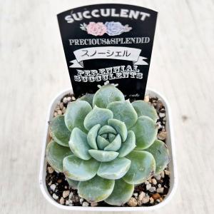 多肉植物 エケベリア スノーシェル 7.5cm...の詳細画像2