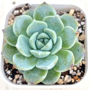 多肉植物 エケベリア スノーシェル 7.5cm...の詳細画像1