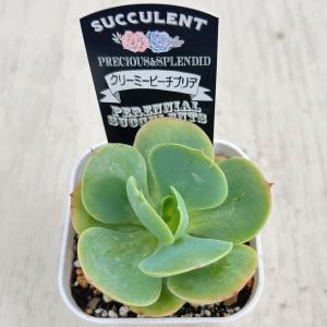 多肉植物 エケベリア クリーミーピーチプリデ ...の詳細画像2