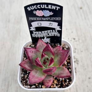 多肉植物 エケベリア ロカ 7.5cmポット苗の詳細画像2