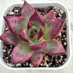 多肉植物 エケベリア ロカ 7.5cmポット苗の詳細画像1