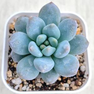 男*屋様 H775　ストリクチフローラ　50株　抜き苗　多肉植物 エケベリア 韓 H775 ストリクチフローラ 50株 抜き苗 多肉植物 エケベリア 韓国