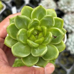多肉植物 エケベリア グリーンダイアモンドジェニー 7.5cmポット苗