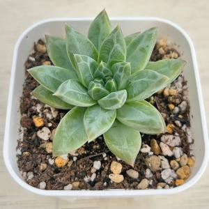 多肉植物 エケベリア 重楼 7.5cmポット苗の詳細画像1