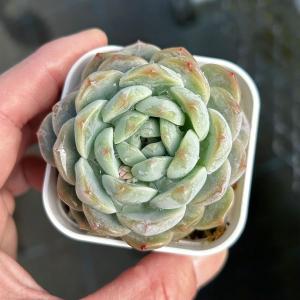 多肉植物 エケベリア ブライトムーンスター 7.5cmポット苗