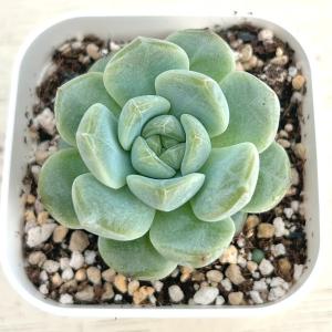 多肉植物 エケベリア ブライトムーンスター 7...の詳細画像1