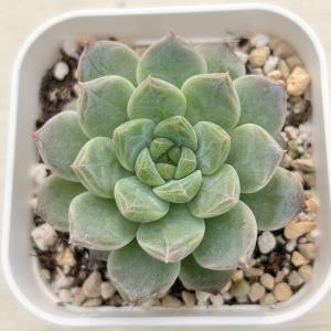多肉植物 エケベリア ピンクサクラ 7.5cmポット苗の商品画像