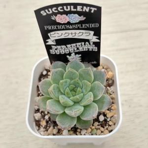 多肉植物 エケベリア ピンクサクラ 7.5cm...の詳細画像1