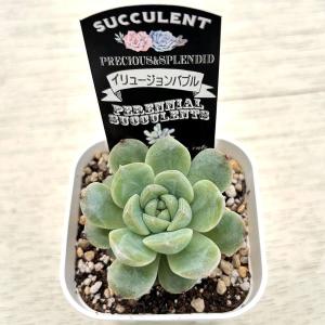 多肉植物 エケベリア イリュージョンバブル 7...の詳細画像2