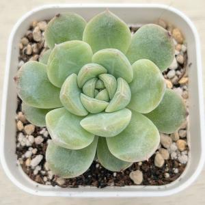 多肉植物 エケベリア イリュージョンバブル 7...の詳細画像1