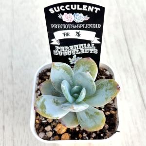 多肉植物 エケベリア 抹茶 7.5cmポット苗の詳細画像1