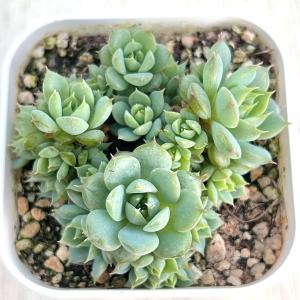 多肉植物 エケベリア マダムローズ 7.5cmポット苗の商品画像