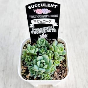 多肉植物 エケベリア マダムローズ 7.5cm...の詳細画像1