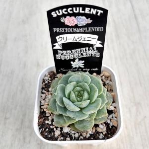 多肉植物 エケベリア クリームジェニー 7.5...の詳細画像1