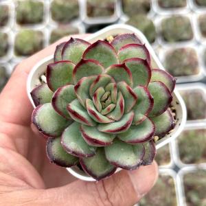 多肉植物 エケベリア ミートソースローズ 7.5cmポット苗