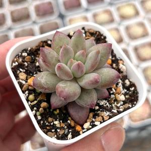 多肉植物 エケベリア 金魚姫 7.5cmポット苗