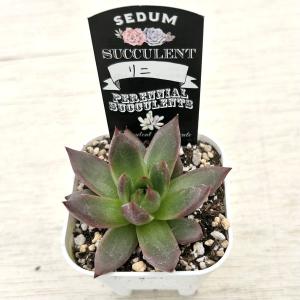 多肉植物 エケベリア リニ 7.5cmポット苗の詳細画像2