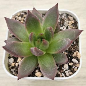 多肉植物 エケベリア リニ 7.5cmポット苗の詳細画像1