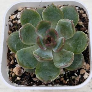 多肉植物 エケベリア ブラックオレンジ 7.5c...の商品画像