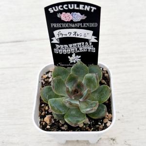 多肉植物 エケベリア ブラックオレンジ 7.5...の詳細画像1