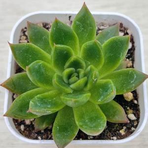 多肉植物 エケベリア カリスト 7.5cmポット苗