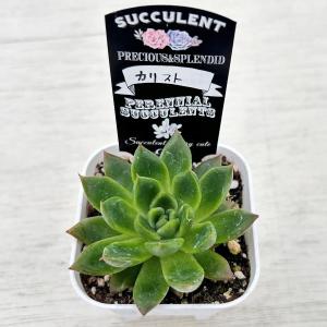 多肉植物 エケベリア カリスト 7.5cmポット苗の詳細画像1