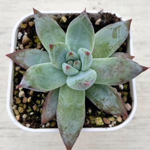 多肉植物 エケベリア ルジカ 7.5cmポット苗の商品画像